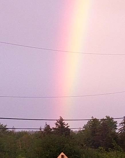 An evening rainbow over trees